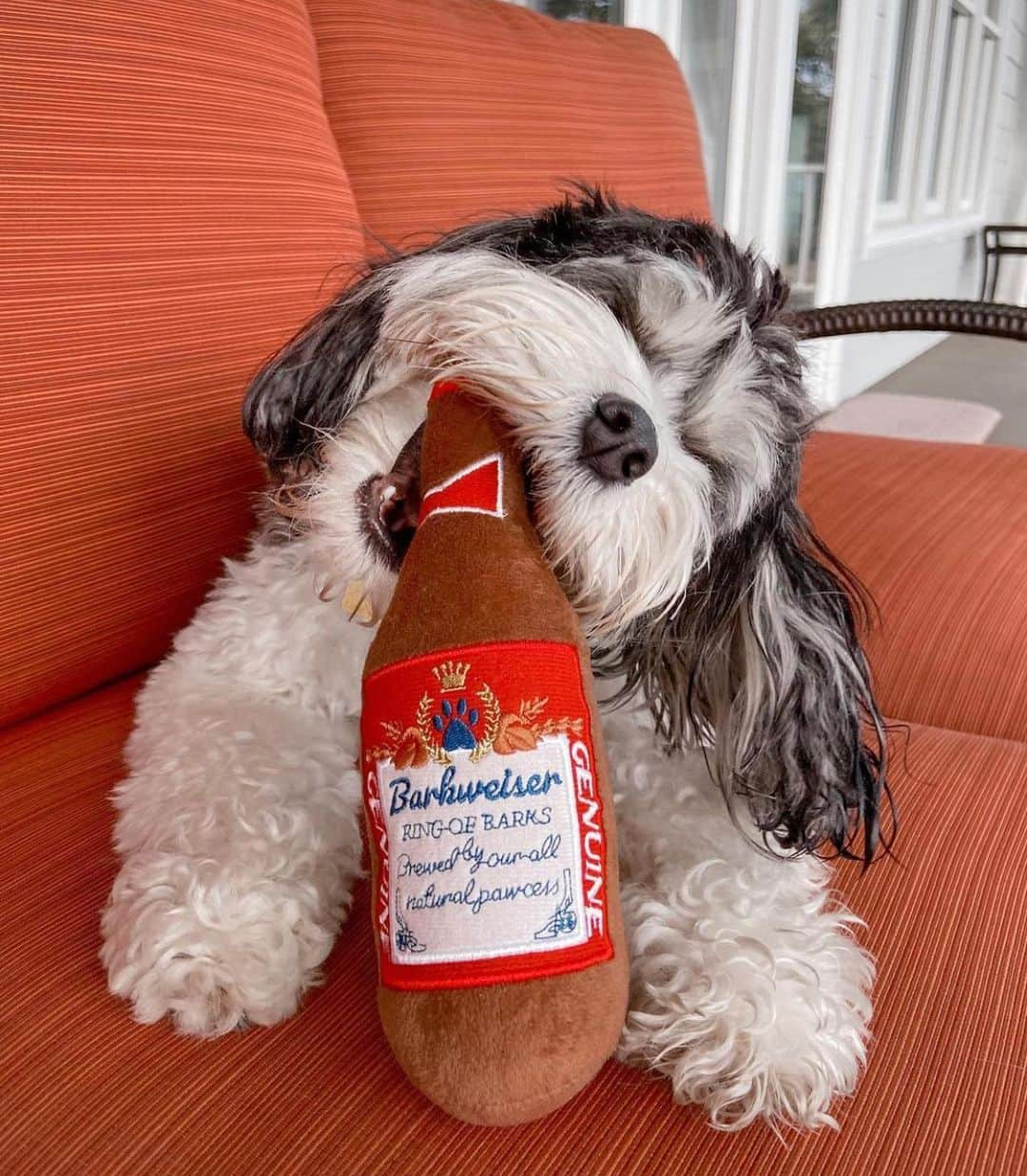 DogsOf Instagramさんのインスタグラム写真 - (DogsOf InstagramInstagram)「Cheers to making it through the first crazy week of 2021 🍻  We get by with a little help from our furrriends 🐾 Thanks for all the amazing #yappyhour submissions! ❤️   Tag your favorite happy hour friends! 👇  📸 : @mumfordandsnugs 📸 : @bagelyayyy 📸 : @sidney_minisausage 📸 : @ipa_gram 📸 : @milliemoo.the.cavapoo 📸 : @jewelrich21 📸 : @salsitabythesea 📸 : @_frankietheboston_ 📸 : @letsgodango 📸 : @mumfordandsnugs  Pssst! Yappy hour @muttropolis plush toys are linked in our bio! 🎊   #dogsofinstagram #dogsofinstagramyappyhour #fridayhappyhour」1月9日 9時09分 - dogsofinstagram