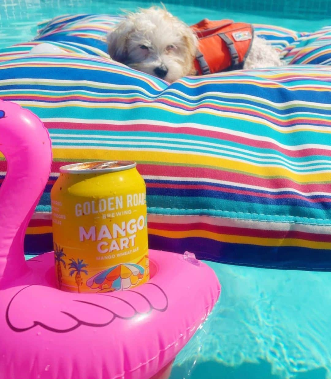 DogsOf Instagramさんのインスタグラム写真 - (DogsOf InstagramInstagram)「Cheers to making it through the first crazy week of 2021 🍻  We get by with a little help from our furrriends 🐾 Thanks for all the amazing #yappyhour submissions! ❤️   Tag your favorite happy hour friends! 👇  📸 : @mumfordandsnugs 📸 : @bagelyayyy 📸 : @sidney_minisausage 📸 : @ipa_gram 📸 : @milliemoo.the.cavapoo 📸 : @jewelrich21 📸 : @salsitabythesea 📸 : @_frankietheboston_ 📸 : @letsgodango 📸 : @mumfordandsnugs  Pssst! Yappy hour @muttropolis plush toys are linked in our bio! 🎊   #dogsofinstagram #dogsofinstagramyappyhour #fridayhappyhour」1月9日 9時09分 - dogsofinstagram