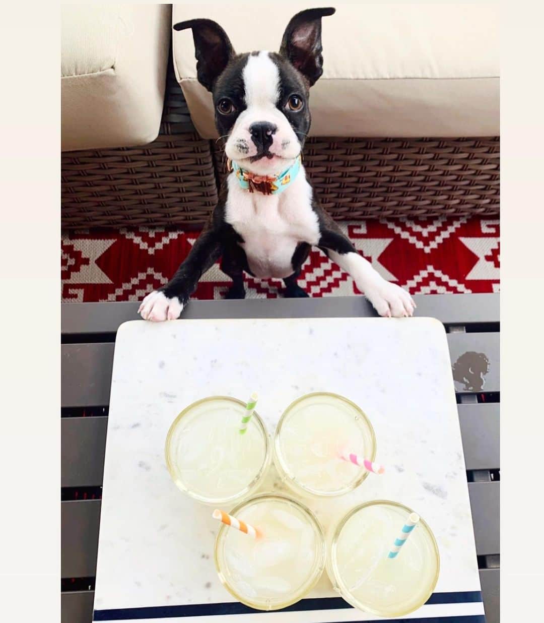 DogsOf Instagramのインスタグラム：「Cheers to making it through the first crazy week of 2021 🍻  We get by with a little help from our furrriends 🐾 Thanks for all the amazing #yappyhour submissions! ❤️   Tag your favorite happy hour friends! 👇  📸 : @mumfordandsnugs 📸 : @bagelyayyy 📸 : @sidney_minisausage 📸 : @ipa_gram 📸 : @milliemoo.the.cavapoo 📸 : @jewelrich21 📸 : @salsitabythesea 📸 : @_frankietheboston_ 📸 : @letsgodango 📸 : @mumfordandsnugs  Pssst! Yappy hour @muttropolis plush toys are linked in our bio! 🎊   #dogsofinstagram #dogsofinstagramyappyhour #fridayhappyhour」
