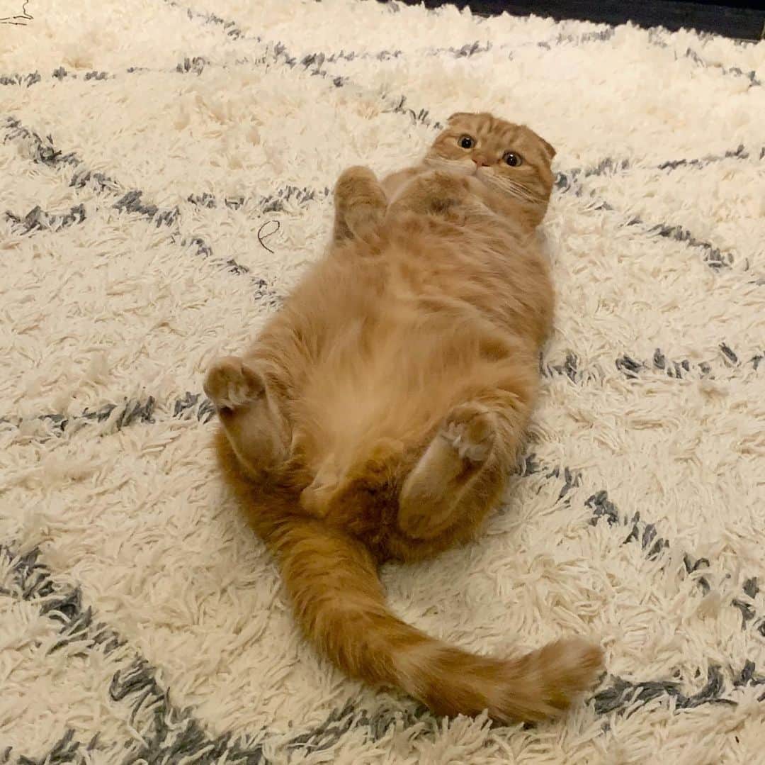 ありおときなこのインスタグラム：「このポーズ好き  #へそ天 #もふ  #スコティッシュフォールド#レッドタビー#猫#ペコねこ部#pecoねこ部#cat#scottishfold#みんねこ」