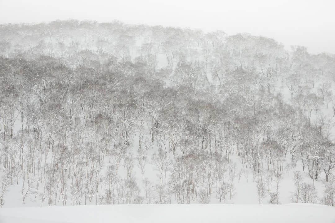 Michael Yamashitaさんのインスタグラム写真 - (Michael YamashitaInstagram)「White out, Hokkaido, Japan: Hokkaido, the world’s snowiest place, where annual snowfall can average over 200 to 300 inches during the winter season, thanks to frigid Siberian winds crashing into the mountains of northern Japan.  #hokkaido #hokkaidosnow #snowstorm2020」1月9日 9時26分 - yamashitaphoto