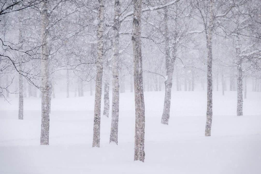 Michael Yamashitaさんのインスタグラム写真 - (Michael YamashitaInstagram)「White out, Hokkaido, Japan: Hokkaido, the world’s snowiest place, where annual snowfall can average over 200 to 300 inches during the winter season, thanks to frigid Siberian winds crashing into the mountains of northern Japan.  #hokkaido #hokkaidosnow #snowstorm2020」1月9日 9時26分 - yamashitaphoto