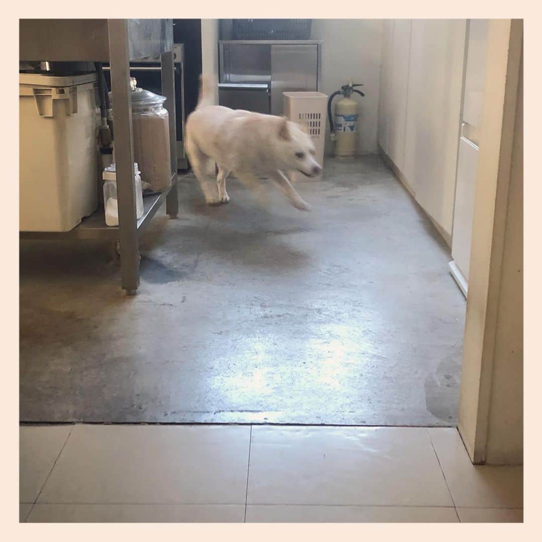 パンといっぴきのインスタグラム：「💨💨  #元保護犬 #雑種犬 #crossbreed #mixdog #キップル14歳 #走る犬」