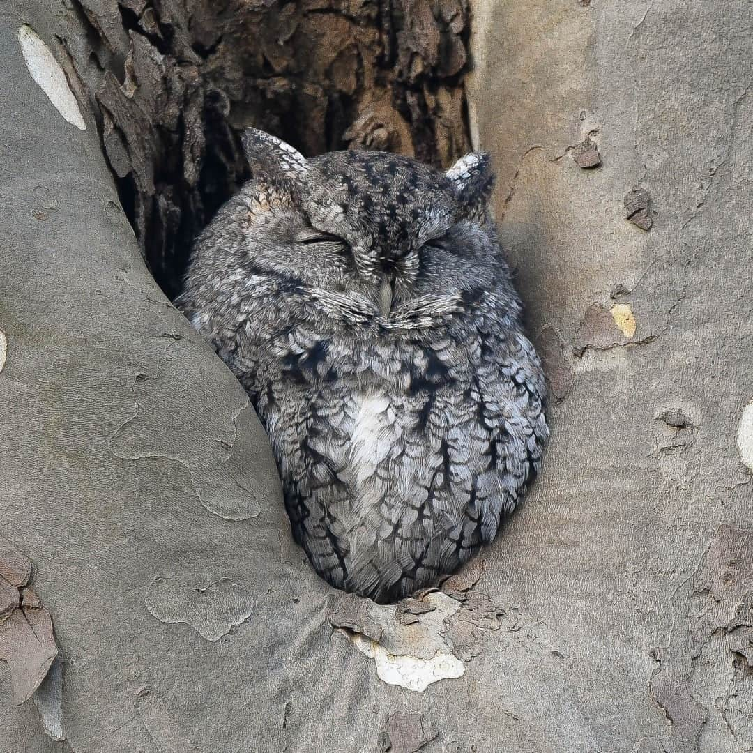 アメリカ内務省さんのインスタグラム写真 - (アメリカ内務省Instagram)「So round & so sleepy 😍! A screech owl takes a snooze in a sycamore tree along the Towpath Trail at Cuyahoga Valley National Park in #Ohio. Winter is a wonderful time to go on your very own #owl prowl.  Tree cavities are just some of what the historic route of the Ohio & Erie Canal along the Cuyahoga River has to offer. Photographer Stephen Bitto spotted this sleepy puffed-up screech owl just before the sun crested the valley's edge. Night night, little owl. Photo courtesy of Stephen Bitto (@thewildworldaroundus). #usinterior #roundanimals #screechowlsofinstagram」1月9日 10時05分 - usinterior