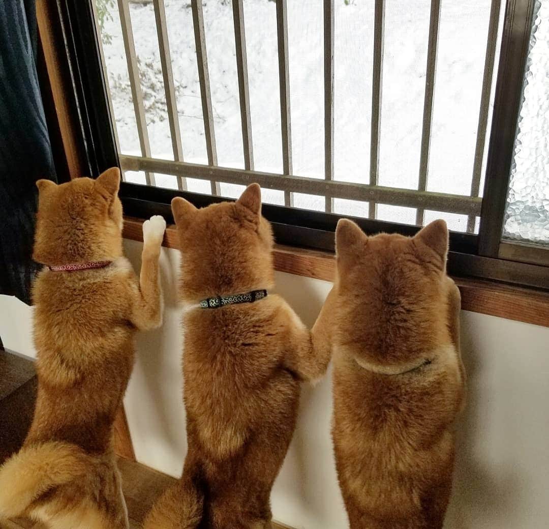 柴犬たま Shibainu Tamaさんのインスタグラム写真 - (柴犬たま Shibainu TamaInstagram)「﻿ ﻿ おしゅし「あれ〜？お外がまっちろだ」﻿ ﻿ ミケママ「あれはね、雪って言うのよ」﻿ ﻿ おしゅし「わ〜しゅご〜い！」﻿ ﻿ ﻿ Caption trans🇬🇧﻿﻿﻿﻿﻿﻿﻿﻿﻿﻿﻿﻿﻿﻿﻿ Sushi Brothers: "Is the outside white?"﻿ Meekeh: "It's snowing."﻿ Sushi Brothers: "OMG! Amazing!!"﻿ ﻿ #たま家族 #柴犬ミケ #ミケママ #柴犬コイ #柴犬トロ #柴犬ウニ #おしゅし兄弟 #雪 #仲良し兄弟 #仲良し親子 #背伸び #兄弟シンクロ #短足 #プリケツ #しっぽモフモフ #後頭部フェチ #愛らぶ後頭部﻿ #柴犬 #shiba #shibainu #shibastagram #犬 #dog #多頭飼い」1月9日 10時21分 - tama7653
