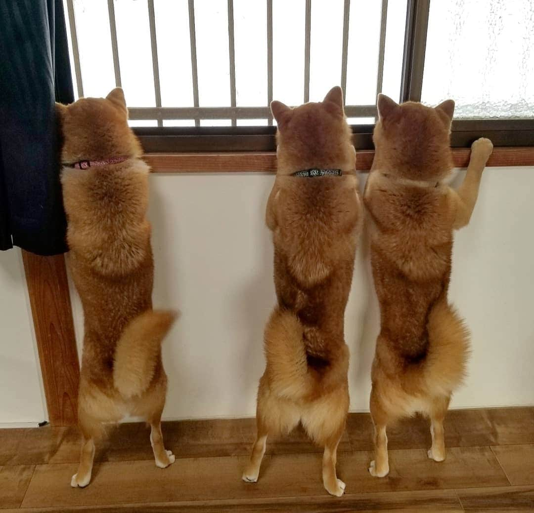 柴犬たま Shibainu Tamaさんのインスタグラム写真 - (柴犬たま Shibainu TamaInstagram)「﻿ ﻿ おしゅし「あれ〜？お外がまっちろだ」﻿ ﻿ ミケママ「あれはね、雪って言うのよ」﻿ ﻿ おしゅし「わ〜しゅご〜い！」﻿ ﻿ ﻿ Caption trans🇬🇧﻿﻿﻿﻿﻿﻿﻿﻿﻿﻿﻿﻿﻿﻿﻿ Sushi Brothers: "Is the outside white?"﻿ Meekeh: "It's snowing."﻿ Sushi Brothers: "OMG! Amazing!!"﻿ ﻿ #たま家族 #柴犬ミケ #ミケママ #柴犬コイ #柴犬トロ #柴犬ウニ #おしゅし兄弟 #雪 #仲良し兄弟 #仲良し親子 #背伸び #兄弟シンクロ #短足 #プリケツ #しっぽモフモフ #後頭部フェチ #愛らぶ後頭部﻿ #柴犬 #shiba #shibainu #shibastagram #犬 #dog #多頭飼い」1月9日 10時21分 - tama7653