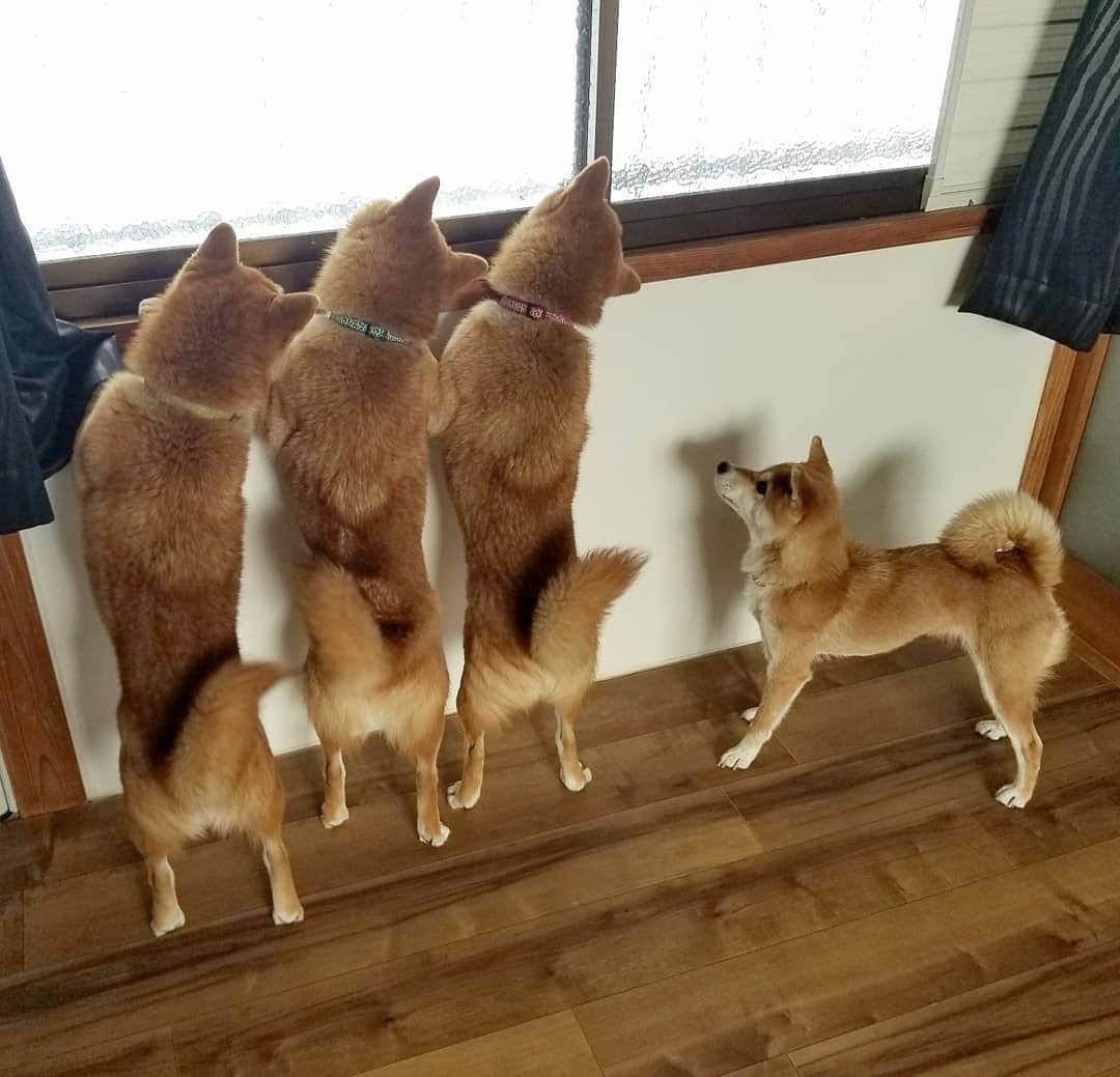 柴犬たま Shibainu Tamaのインスタグラム