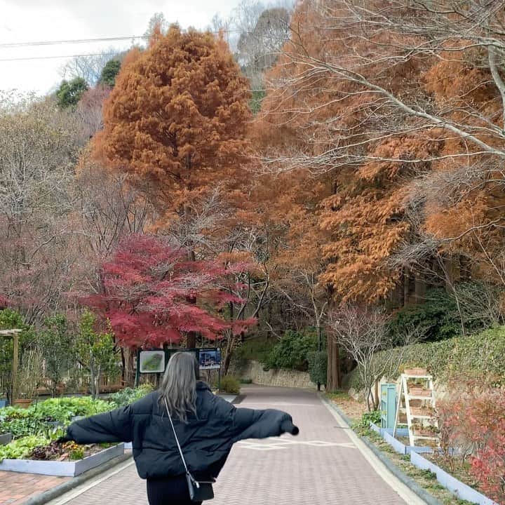 YUMIKAのインスタグラム：「タイトル：紅葉🍁とカラス？  #紅葉 #去年 #寒過ぎて走った #山 #神戸 #kobe #art #ハーブ園」
