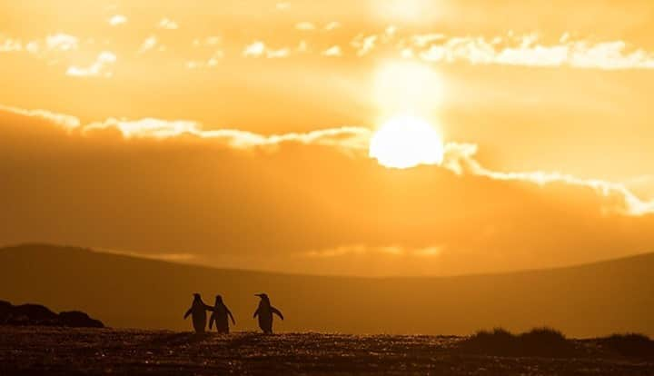 National Geographic Travelさんのインスタグラム写真 - (National Geographic TravelInstagram)「Photo by @daisygilardini / Three king penguins return to their colony after a day at sea foraging near Volunteer Point in the Falkland Islands (Islas Malvinas), the northernmost limit of the king penguins’ range. Volunteer Point is home to the area's largest colony of penguins, with roughly 2,000 breeding pairs. Follow me @daisygilardini for more images and behind-the-scenes stories. #penguin #kingpenguin #volunteerpoint #climatechange #conservation」1月9日 10時33分 - natgeotravel