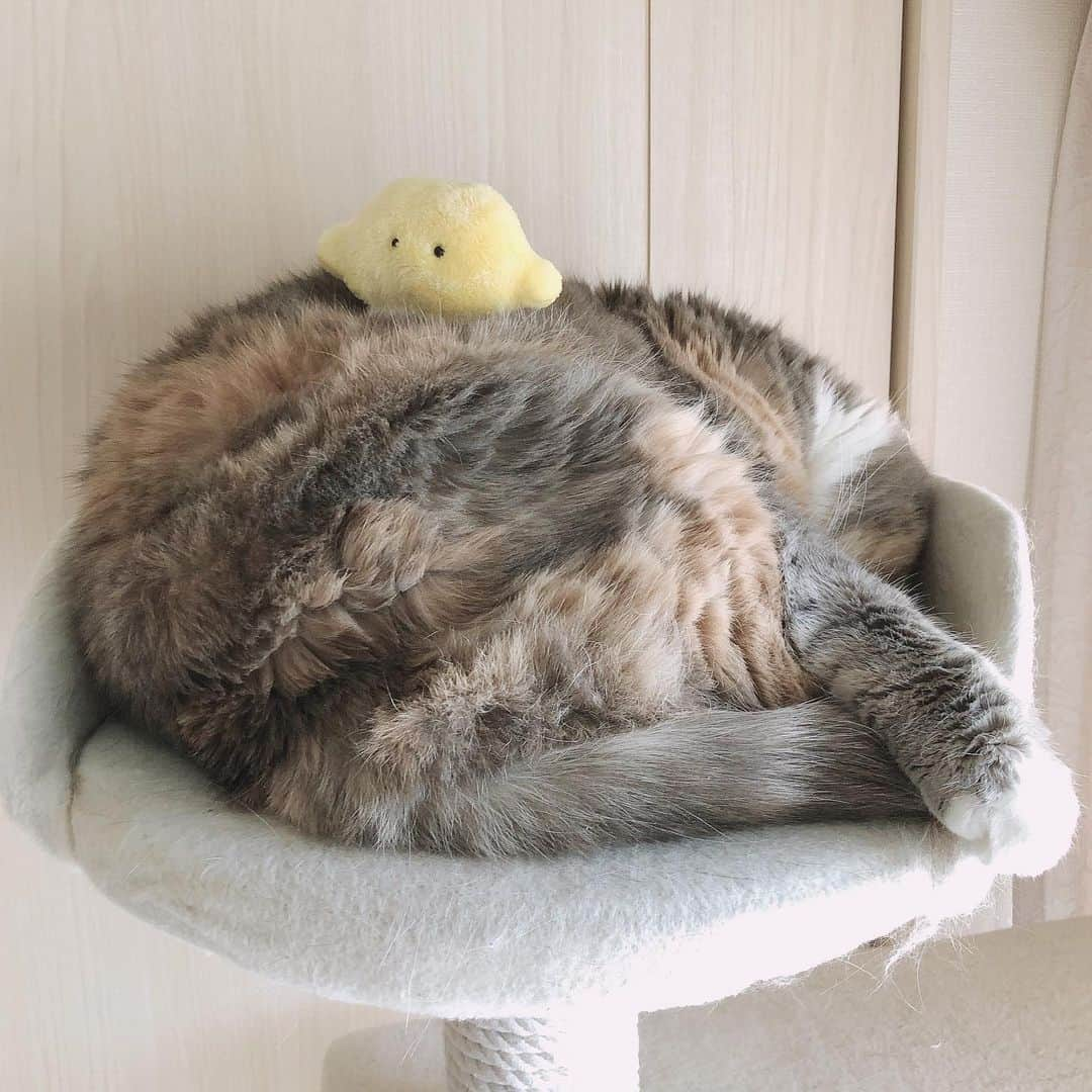 ami____5さんのインスタグラム写真 - (ami____5Instagram)「* 最近 我が家にやってきた レモンたちです🍋 * * #猫#ねこ#もふもふ#スコティッシュ#スコティッシュフォールド#三毛#三毛猫#ブリティッシュショートヘア#クリームタビー#まん丸ねこ部  #scottishfold #britishshorthair #cat #cats #catstagram #kitten #kitty #kittens #petstagram #catoftheday #catsofinstagram #ilovemycat #instagramcats #lovecats #lovekittens #adorable #catlover」1月9日 11時17分 - ami____5