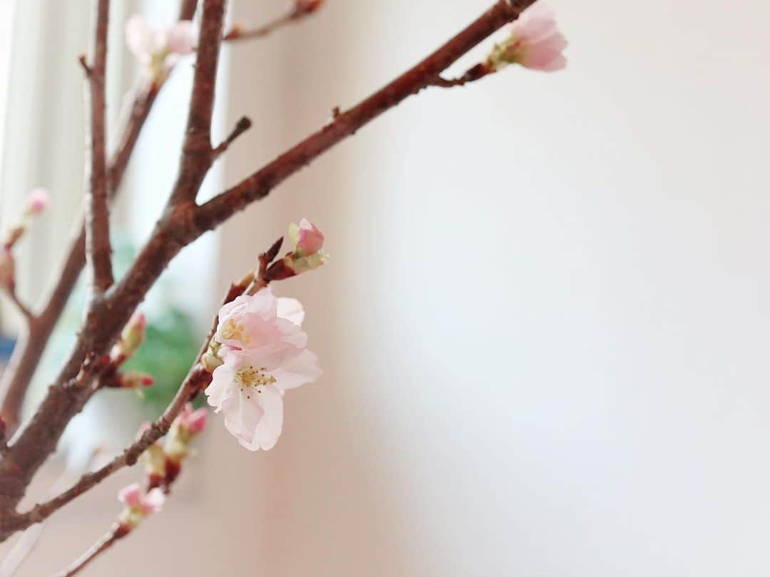 のインスタグラム：「玄関を模様替え🌸  年末に買っていた桜が咲き始めたよ♪ おうちにお花があるのは やっぱり気持ちが良い😊  そして新しくウォールアートを お出迎え🌴  @mapiful でカスタマイズした ハワイのウォールアート🗺  家族みんなで行きたいなぁと言う 思いを込めて🌟  ...................................................... #ウォールアート #wallart #mapiful  #SAKURA #玄関インテリア #玄関ホール #新春 #お花のある暮らし #お花のある生活 #PR」