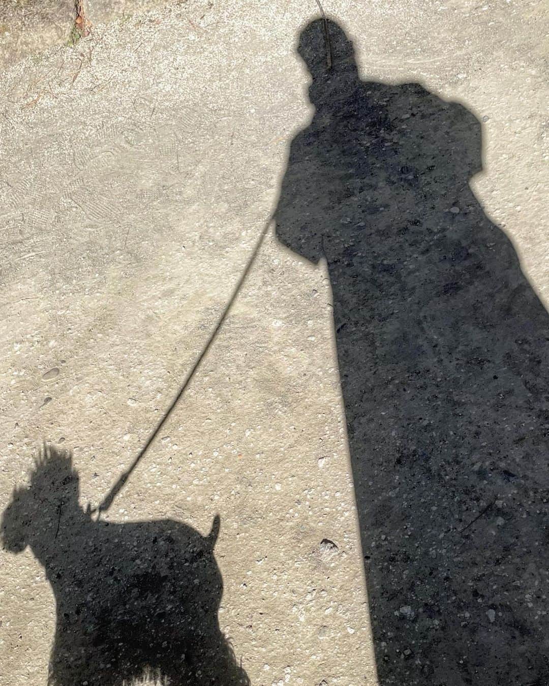 田中知之さんのインスタグラム写真 - (田中知之Instagram)「影絵。  Shadow play  #ropeo #schnauzer」1月9日 11時34分 - tomoyukitanaka