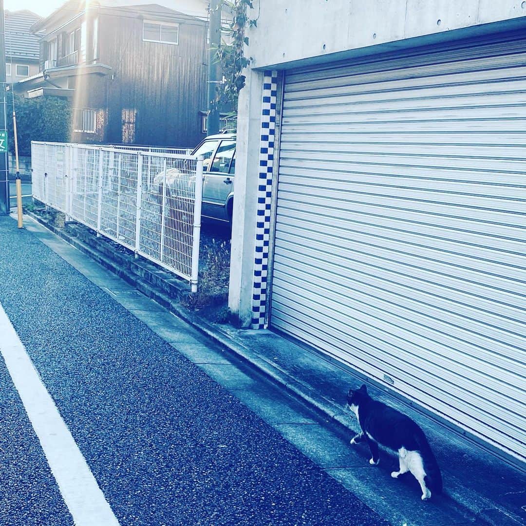 中野敬久さんのインスタグラム写真 - (中野敬久Instagram)「#walking #cat #backshot #black #white #nyanda」1月9日 11時47分 - hirohisanakano