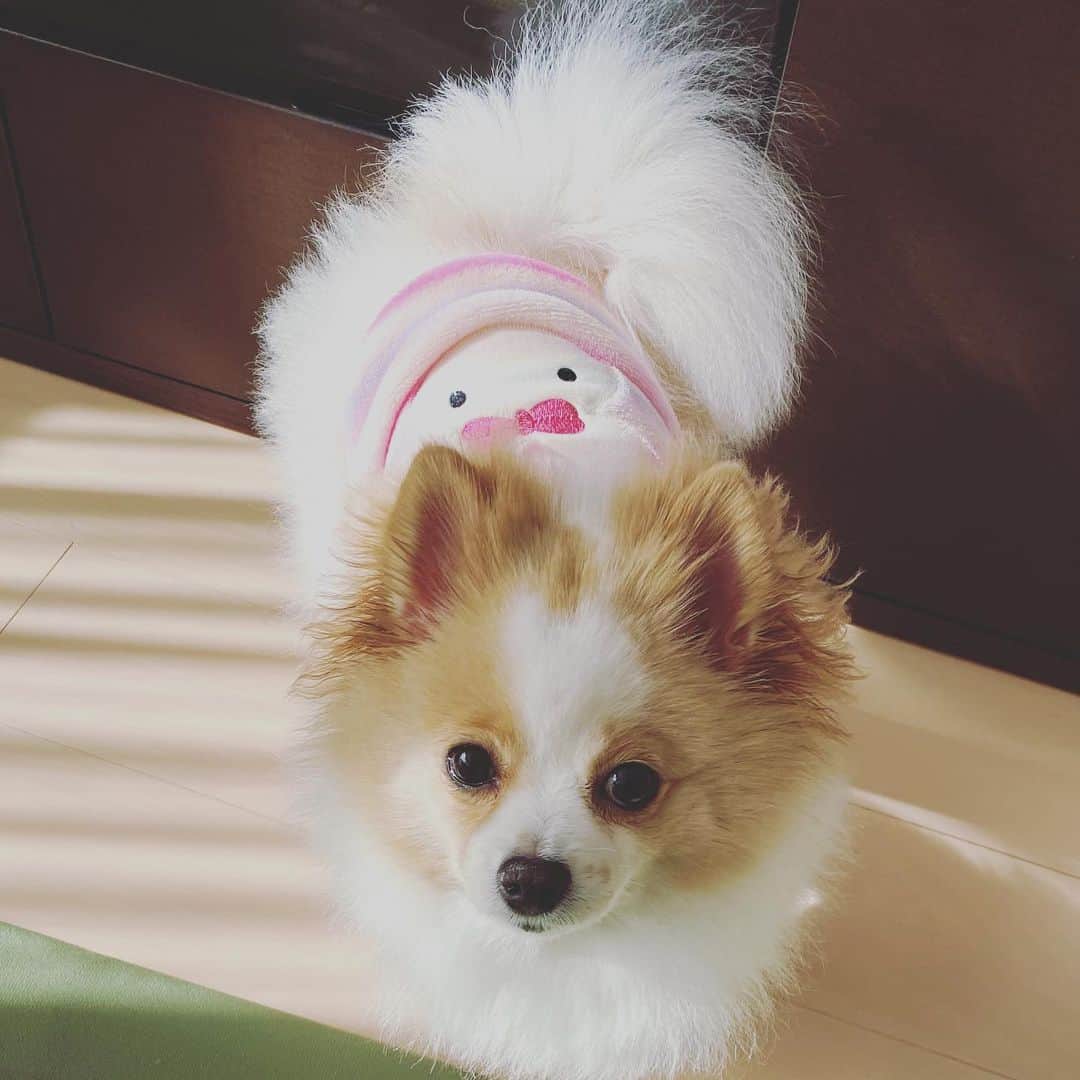 匠ひびきのインスタグラム：「モモでつ🐶🦁🦁 今日で7歳でつ😊😊🦁🦁  今日のおやつもモモの大好きなささみとお芋ちゃん💕💕 寒い😵でつけど☀️太陽が出てるので、お部屋の中は気持ち良いでつよ🦁☀️ 風が冷たいでつ🦁🦁🦁  沢山食べさせてあげたいけど、ブーモモは、冬は、特にダイエットさせなきゃ😩😩 お耳の周りがお薬を入れてから、ベタベタしてるから、余計に小ライオン🦁🦁7歳の朝❤️❤️」