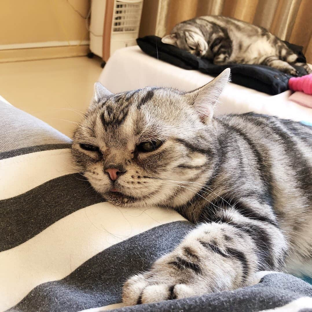 ルフさんのインスタグラム写真 - (ルフInstagram)「#luhu:”outside is -18 degrees now,mom is my heater and i am her heater , we need each other!” - - #cat #sadcat #catslove #lovely #familylove #catofday」1月9日 12時04分 - lanlan731