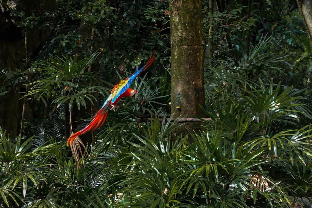 リー・シェンロンのインスタグラム：「Jurong Bird Park is celebrating 50 years of Flying High this year!  The golden jubilee celebrations will last all year. To kick off the festivities, during January admission for local residents will cost just the original 1971 price of S$2.50!  There’s never been a better time to visit the wonderful residents of our Bird Park. Do book your tickets early as some days are ready sold out. – LHL   (Photo by me)」