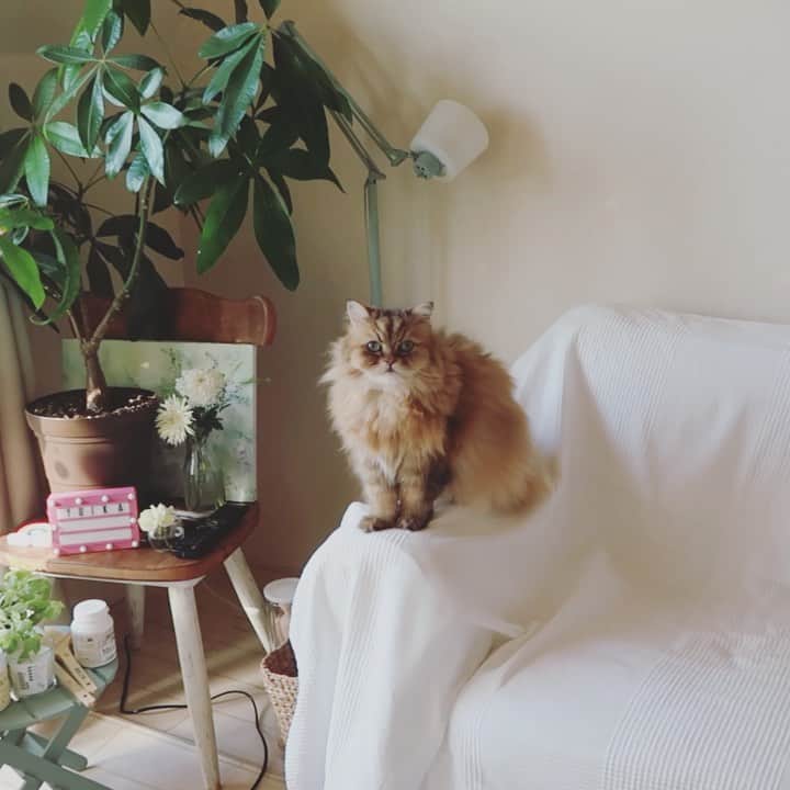 のインスタグラム：「. 癒しが部屋の一角に凝縮されてた🌿🦁🌻w  見てる見てる笑  #定位置🦁#かわいい#ねこすたぐらむ #ねこのいる生活#癒し#リラックス#今#植物#cat#catstagram #green」