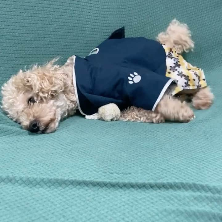 チャチャ丸のインスタグラム：「お正月撮影NG動画。 #ゴロゴロ#眠い . . #トイプードル#ペット #dog#dogs#poodle」