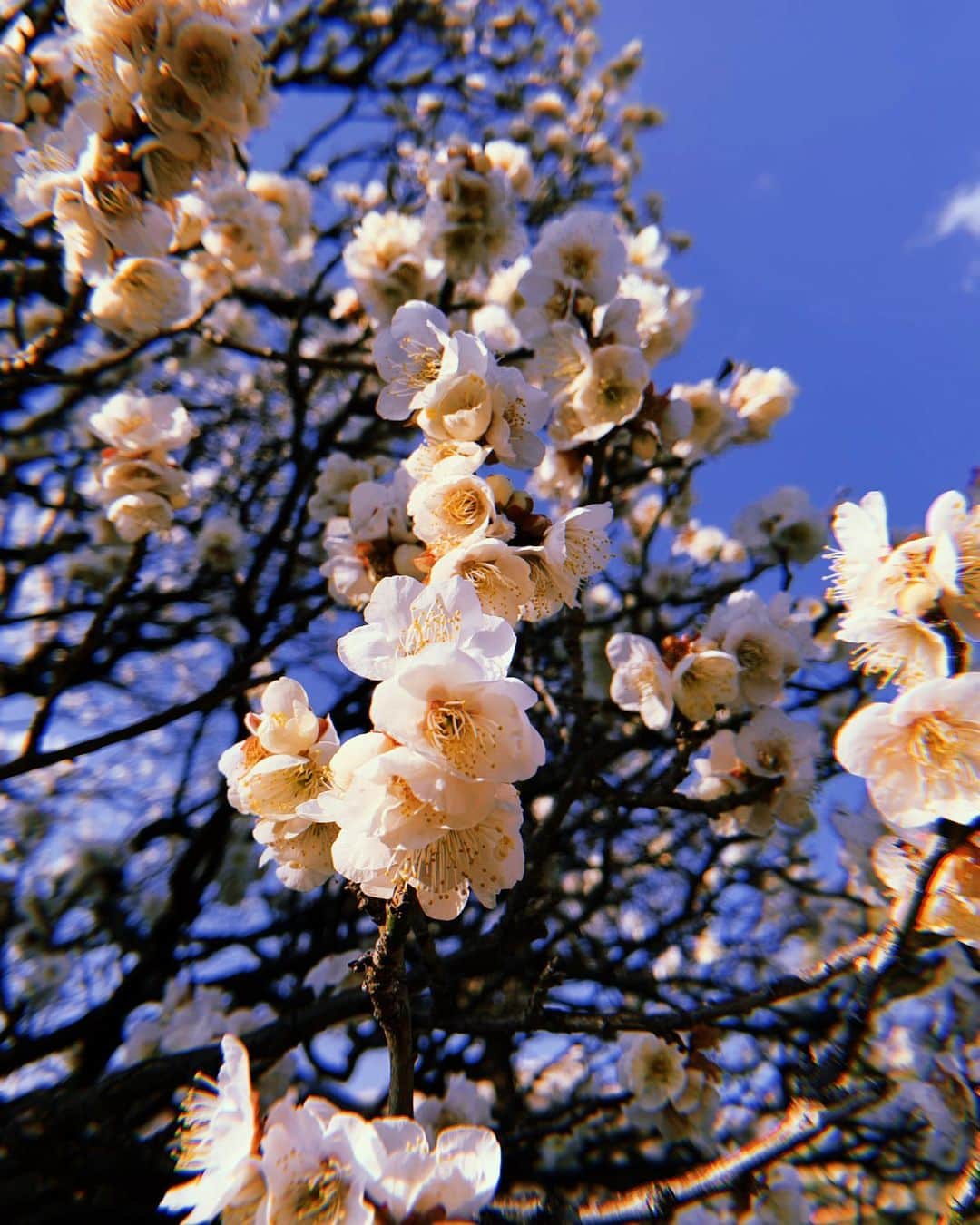 美咲かんなさんのインスタグラム写真 - (美咲かんなInstagram)「．  わんこたちのお散歩中に見つけた梅の花。 この時期気温が高いと過ごしやすいから好きだな。  ．  #梅の花  #春の訪れ #iPhone #スマホ写真部  #写真  #フィルター」2月7日 15時49分 - kanna_misaki_x