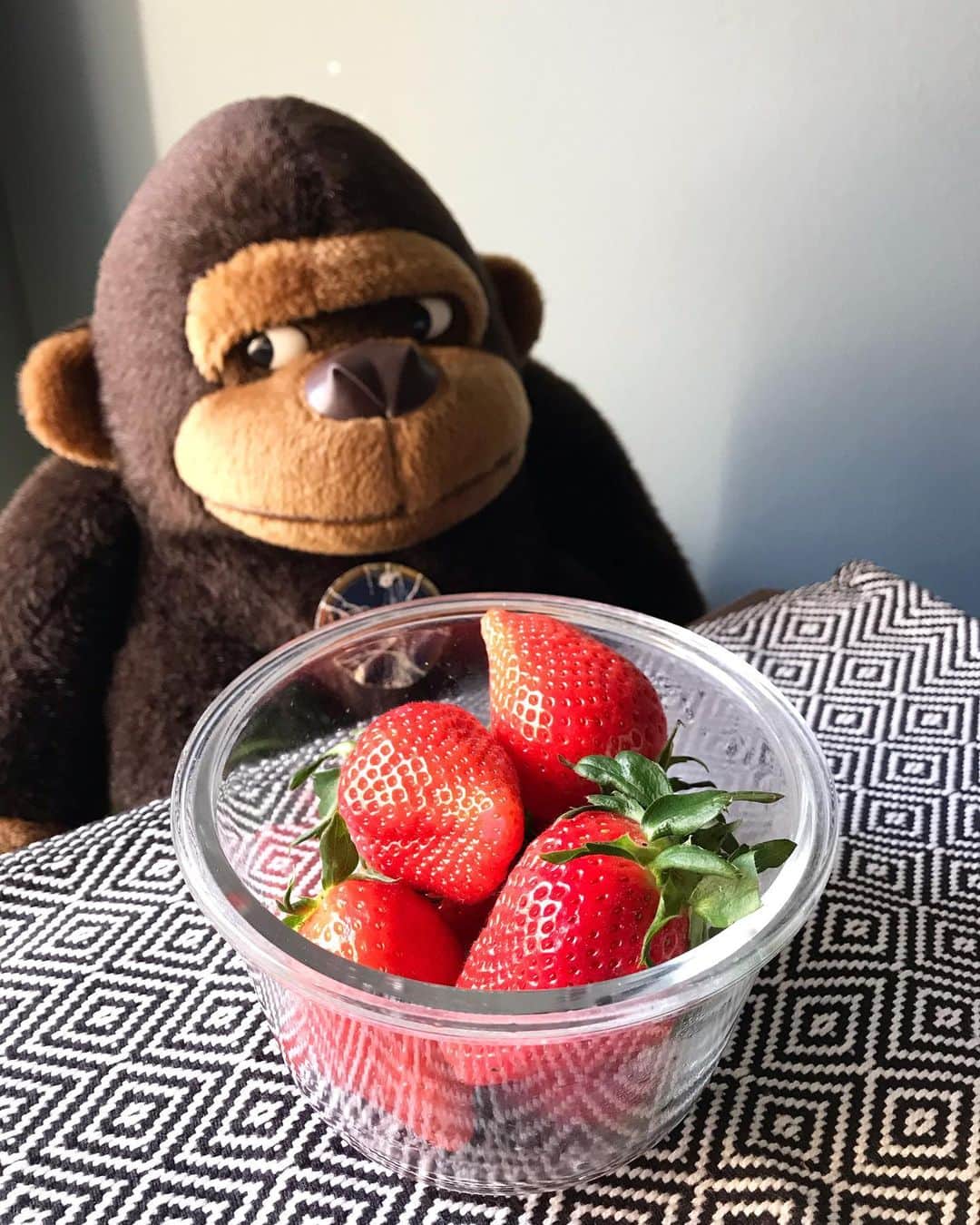 アヤメのインスタグラム：「Strawberry fields forever🍓🍓🍓 #lazysunday #goribothegorilla 立派ないちごを頂きまして🍓🍓🍓 #群馬のいちご #やよいひめ #おすそ分け」