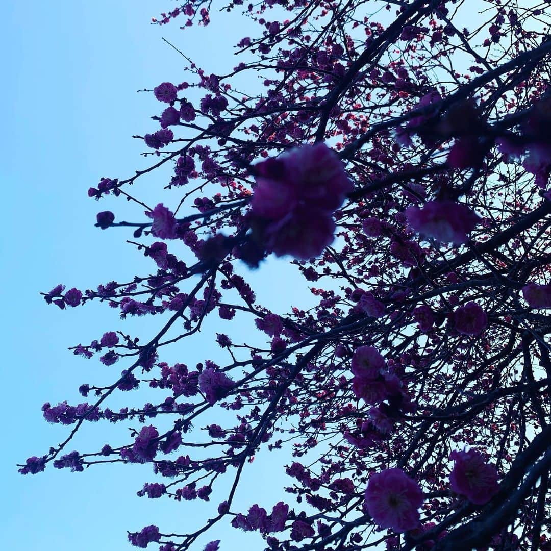 飯田カヅキさんのインスタグラム写真 - (飯田カヅキInstagram)「梅が咲き始めたね。  眺めながら飲んでる。  #梅」2月7日 16時24分 - kazukiiida_strange