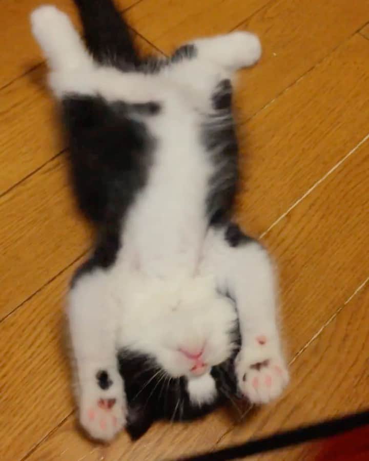 nemuru_catのインスタグラム：「#ルーク  可愛えぇ💗 * #ねこ部#cat#cats#neko#猫#catsofinstagram#bestmeow#catlover#ふわもこ部#エキゾチックショートヘア#exoticshorthair#はちわれ」