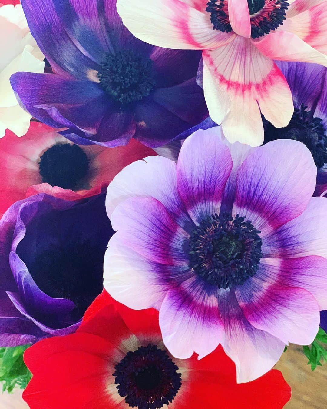 内田文郁さんのインスタグラム写真 - (内田文郁Instagram)「. ちょっと暗いムードの世の中でも、心のどこかできっと季節がこの空気をさーっとさらっていってくれるって思っている。季節があるってほんと素晴らしいな。  #anemone」2月7日 16時43分 - uchidafumika