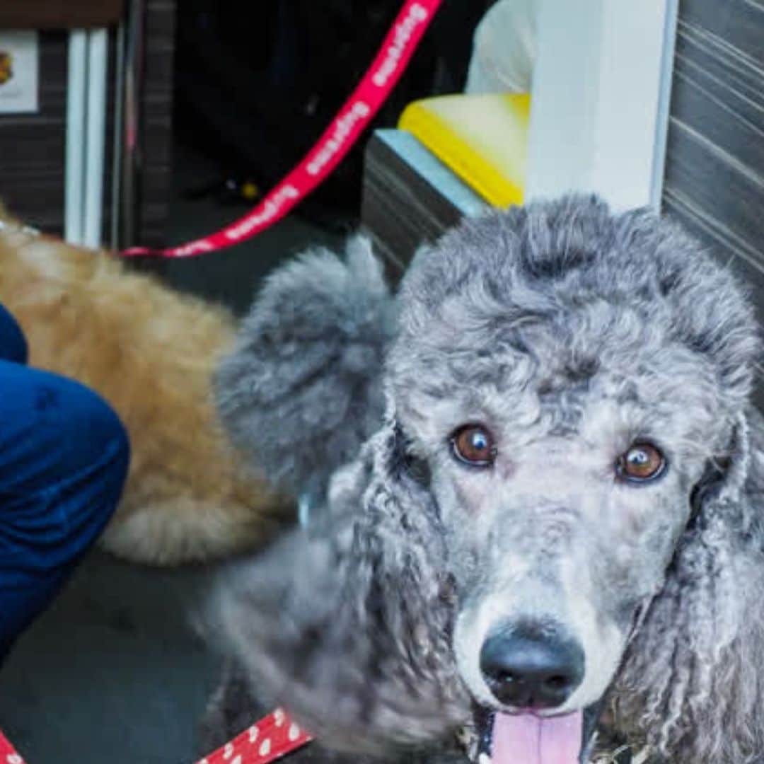 TOKYO WATER TAXIのインスタグラム：「東京都内で安心して ペットとお出かけできる楽しい場所。それが水辺。  東京ウォータータクシーで ウォータートリップすれば飼い主さんもペットもたちまち笑顔に😊🎶 天王洲や日の出エリアにはペット可のレストランやカフェがあります^ ^  大型犬ワンチャンもリードのまま 乗り込みOKです^ ^  #ペットのいる生活  #大型犬との暮らし  #ペット可 #プライベートチャーター #港区 #東京観光  #マイクロツーリズム東京  #うみんぽ #dogfriendry」