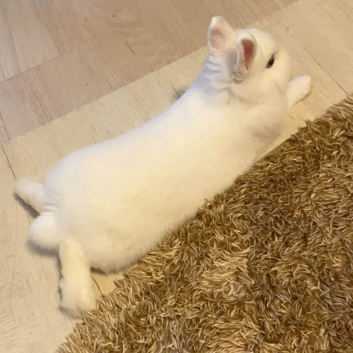 のインスタグラム：「* うさぎの開き🦶🏻💕 あんよかわいい🐇 座ってる周りを走り回ってたと思ったら 隣で寝始めた🌙」
