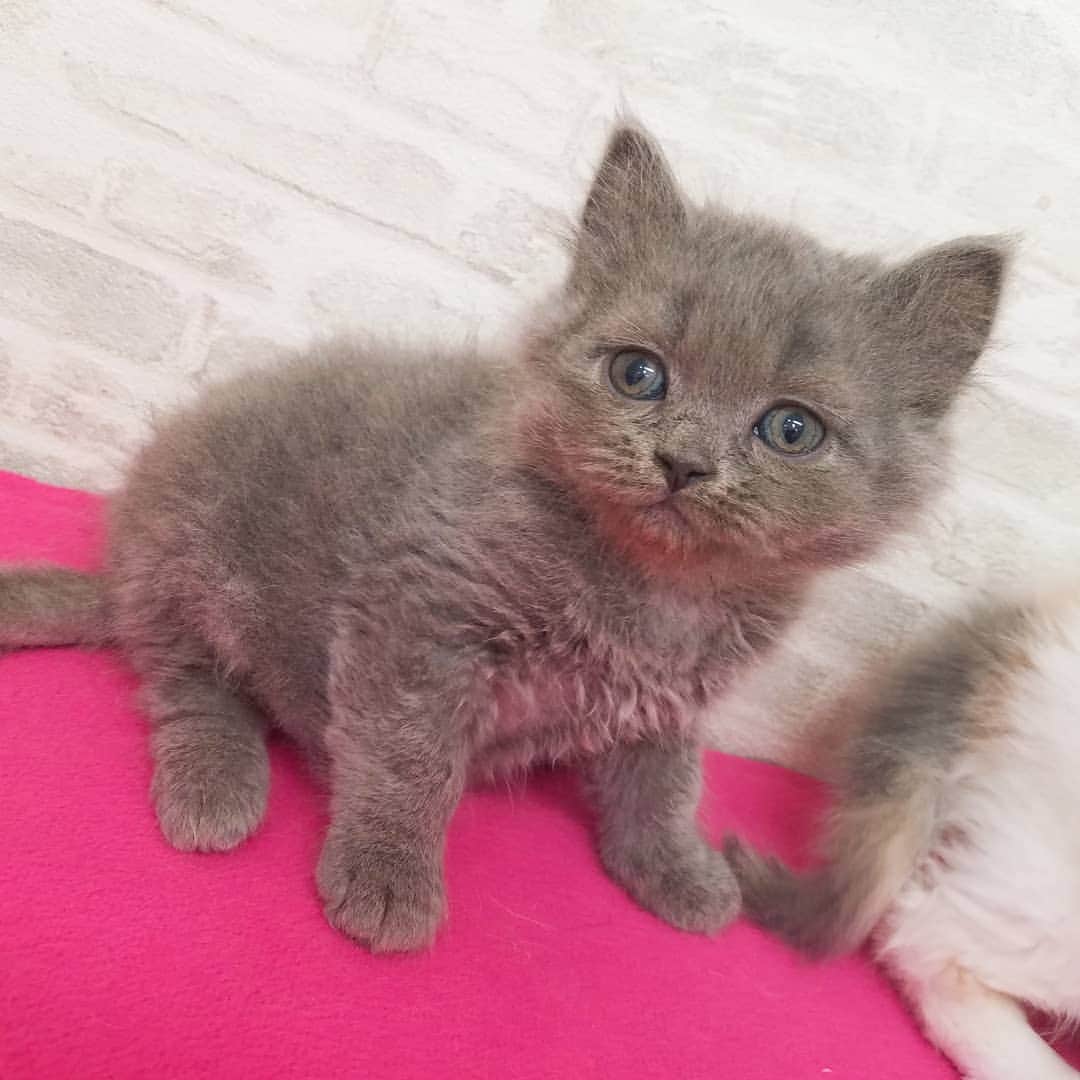マンチカン(munchkin)キャットファーム大谷さんのインスタグラム写真 - (マンチカン(munchkin)キャットファーム大谷Instagram)「本日ご紹介のスコちゃん❤ No1958、1959  #キャットファーム大谷#まんちかん#マンチカン#ネコ#こねこ#にゃんこ#猫ちゃん#ねこ部#ニャンスタグラム#猫#ねこ#子猫#モフモフ#モフモフねこ#ミヌエット#短足#ねこすたぐらむ#愛猫#かわいい#ふわもこ部#猫のいる暮らし#マンチカンブリーダー#ミヌエットブリーダー#cat#catsgram #catsofinstagram#instacat#picneko」2月7日 17時00分 - roytar222