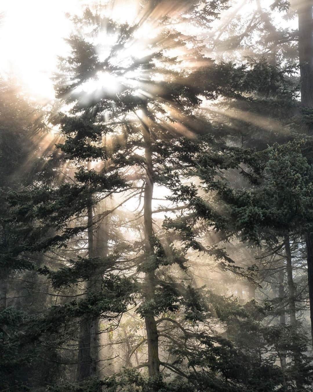 パブリッシュブランドのインスタグラム：「Calming light through the Pacific Northwest 🌿 Beautiful still by landscape & wildlife photographer @ryan_field_」