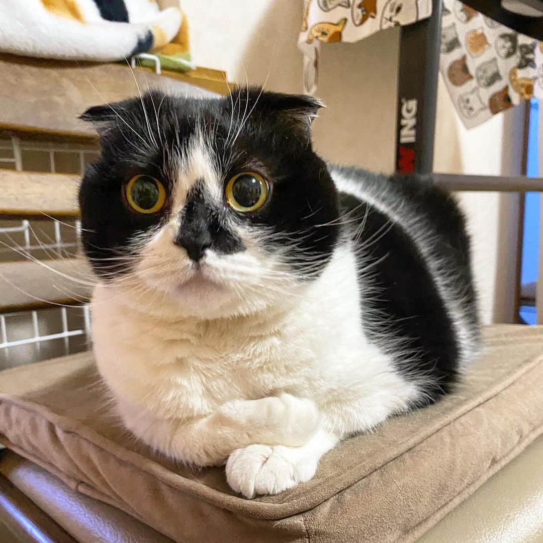 tiaichimaのインスタグラム：「Good morning!! ☁️おはムーギー‼︎  #右手乗っけて座り   ムー坊は、一般的な｢香箱座り｣が、出来ない(っぽい)  #牛柄組鼻まわり汚れ隊 #ムチムチッコ #ムーギー#MuuGieeboy#cat#neko#ねこ#neko#ネコ#スコティッシュフォー ルド#ScottishFold#まんじゅう部」