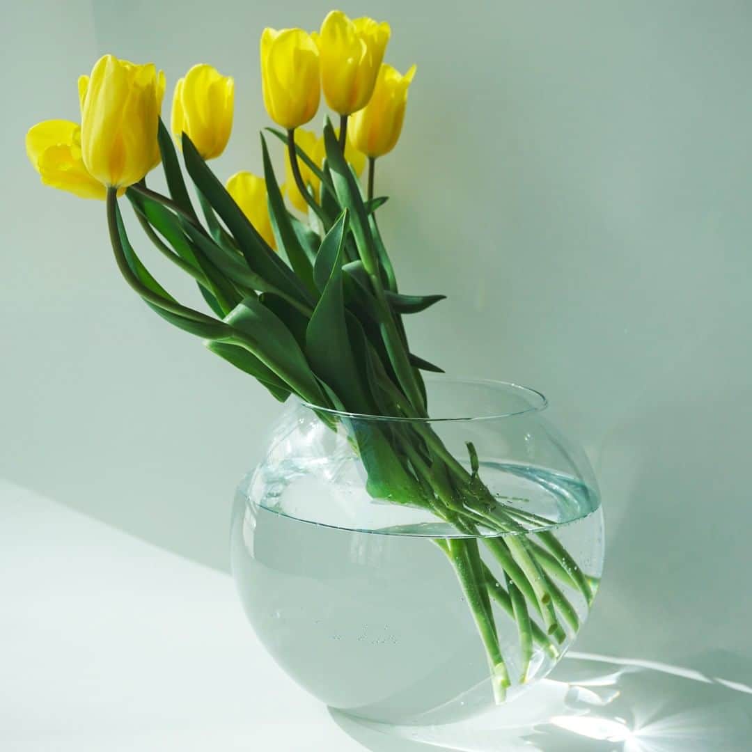 SPURさんのインスタグラム写真 - (SPURInstagram)「@kyoko_mitsubayashi さんのポストを見て、黄色いチューリップのアレンジに憧れ、早速生花店で買い求めました  1日目はピーーン！とまっすぐな茎（写真3枚目）。なんだか三林さんとは違うなぁとあれこれいろいろな花瓶に挿してみた結果、とりあえず大きなガラスボウルに。  かくして二日目（写真5枚目）。チューリップってびっくりするほどニョロニョロと「動く」んですね。日を追うごとに、茎は曲がりながらすくすく育ち、毎朝その豊かな表情を眺めるのが楽しみになりました。  一枚目の写真は三日目、今朝のチューリップズです。  #SPURFlower #SPUR編集G #花のある暮らし #チューリップ #SPUR #SPURmagazine #花と暮らす #花を飾る #花を楽しむ #花を愛でる #🌷 #💐　#TULIP」2月7日 9時00分 - spurmagazine