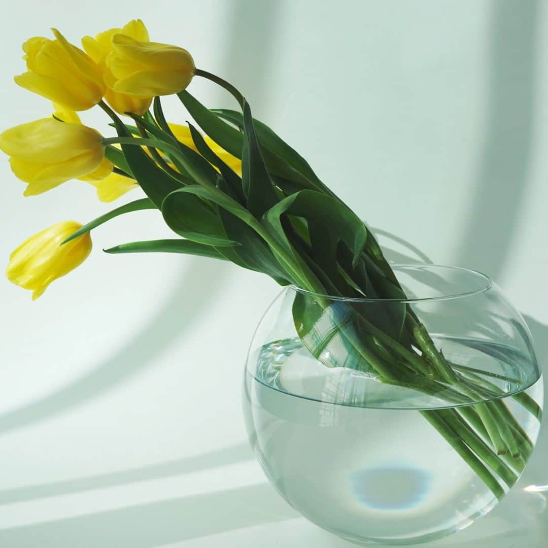 SPURさんのインスタグラム写真 - (SPURInstagram)「@kyoko_mitsubayashi さんのポストを見て、黄色いチューリップのアレンジに憧れ、早速生花店で買い求めました  1日目はピーーン！とまっすぐな茎（写真3枚目）。なんだか三林さんとは違うなぁとあれこれいろいろな花瓶に挿してみた結果、とりあえず大きなガラスボウルに。  かくして二日目（写真5枚目）。チューリップってびっくりするほどニョロニョロと「動く」んですね。日を追うごとに、茎は曲がりながらすくすく育ち、毎朝その豊かな表情を眺めるのが楽しみになりました。  一枚目の写真は三日目、今朝のチューリップズです。  #SPURFlower #SPUR編集G #花のある暮らし #チューリップ #SPUR #SPURmagazine #花と暮らす #花を飾る #花を楽しむ #花を愛でる #🌷 #💐　#TULIP」2月7日 9時00分 - spurmagazine
