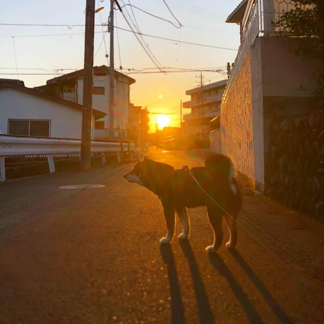 小川博永さんのインスタグラム写真 - (小川博永Instagram)「今日も朝日を浴びよう。  #今朝まる #ししまる #dog #dogs #柴犬 #黒柴」2月7日 9時14分 - ogawahironaga