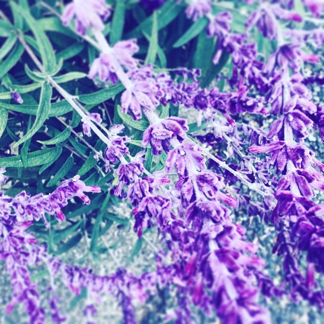 中野敬久さんのインスタグラム写真 - (中野敬久Instagram)「#flowers #flowersoflife #purple #neighborhood」2月7日 9時20分 - hirohisanakano