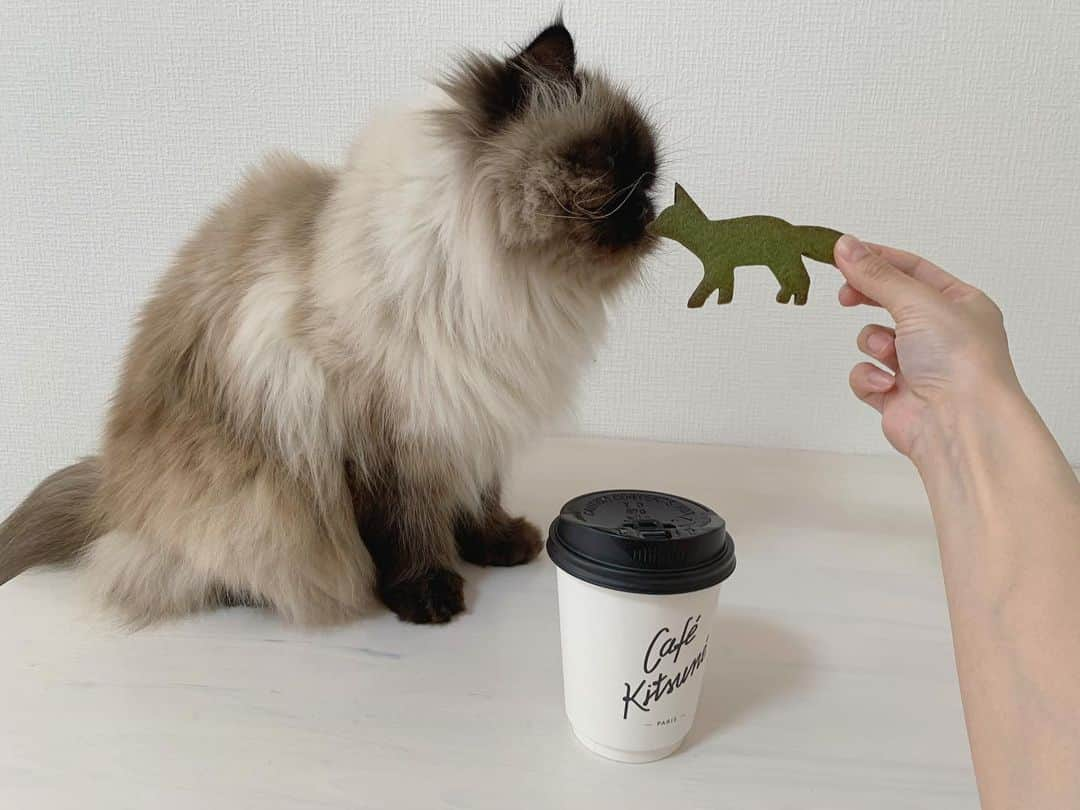 plumeさんのインスタグラム写真 - (plumeInstagram)「緑のきつねさんの真似っこ☕️🦊🌿  . . . . #プリュムのいる生活 #猫のいる暮らし  #ヒマラヤン  #赤ちゃんと猫  #もふもふ#ヒマラニャンズ  #猫  #ねこ  #ペコねこ部#可愛い#癒し #kittiesncoffee#coffeetime#cookiecafekitsune#iloveyou#cutecat#blueeyes#cute#instalove#funny#fluffycat#🐈 #고양이  #ilovecats  #himalayancat  #catsofinstagram  #catloversclub  #bestmeow#weeklyfluff」2月7日 9時30分 - plumestagram