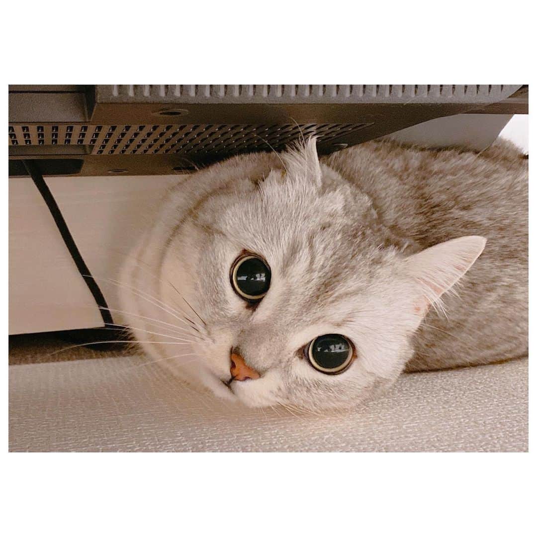 山谷花純さんのインスタグラム写真 - (山谷花純Instagram)「愛する息子。盛れたね。  #ミヌエット #まるとの生活 #猫がいる生活 #にゃんすたぐらむ」2月7日 9時41分 - kasuminwoooow