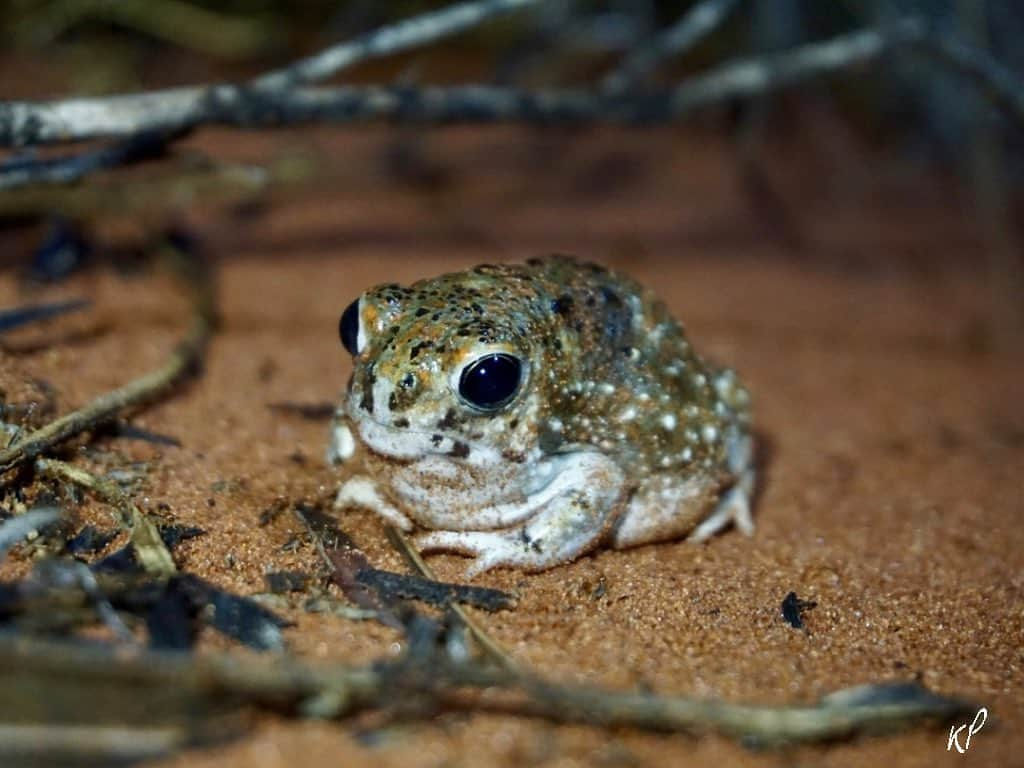 ケイティ・パスフィールドのインスタグラム：「Toad-ally awesome lil fella 🐸  Desert Spadefoot Toad ~ Notaden nichollsi  Stoked to have seen a cluster of these incredible animals out in the rain at Uluru a few months back. This frog is renowned for spending half a year underground enclosed in a cocoon of their own skin. When heavy rain comes along these guys break out of their cocoon and climb to the surface to feed and bred quickly while there is still water.」