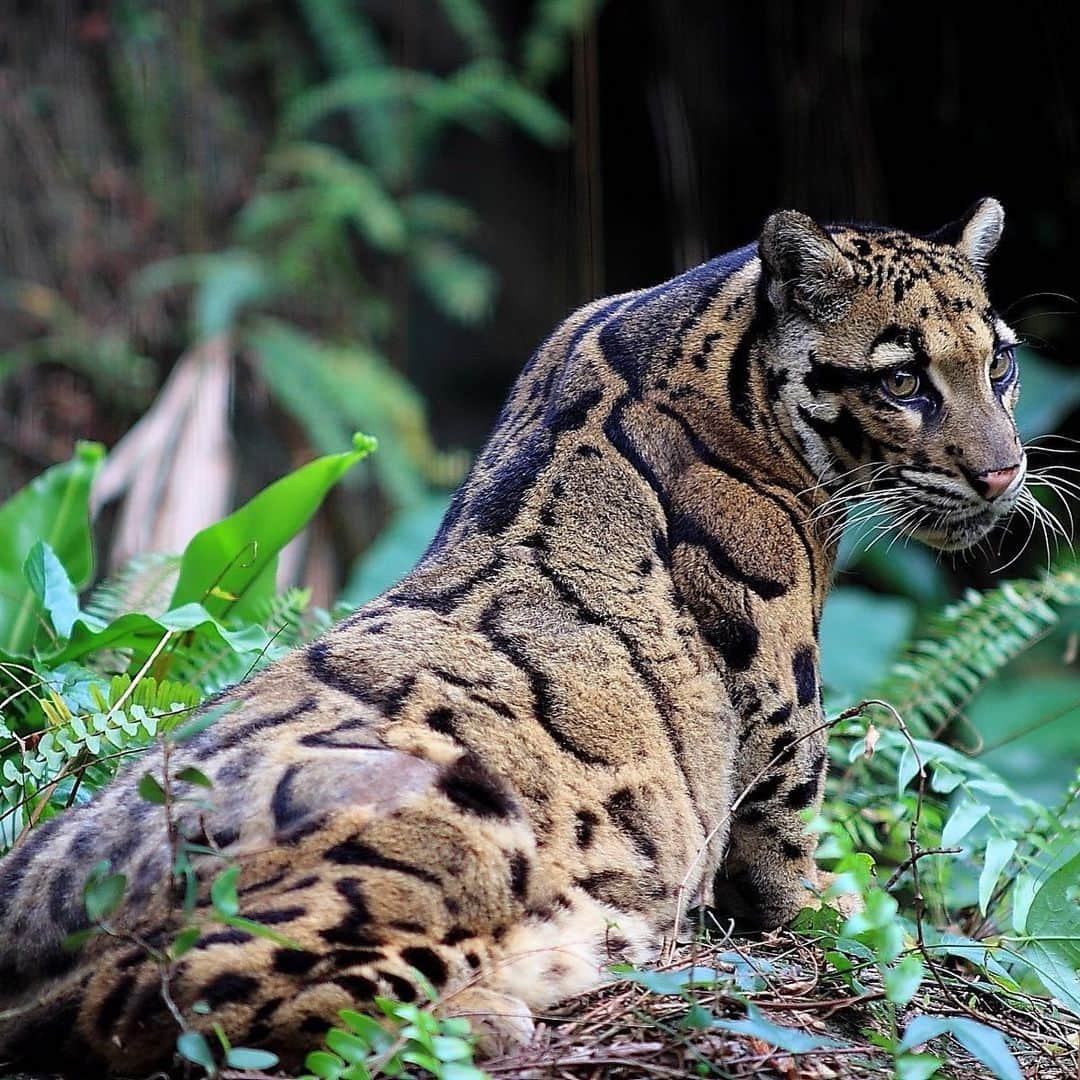 アメリカ自然史博物館のインスタグラム：「Happy Caturday to all! 🐱 Today we bring you the clouded leopard (Neofelis nebulosa). This feline gets its common name from the black cloud-shaped pattern on its coat. Its range spans Nepal through southeast Asia and into China, but it’s a stealthy animal that’s rarely seen in the wild. It’s a formidable hunter, with great tree-climbing and swimming abilities. Meals include primates, birds, and deer. Fun fact: It has the longest canine teeth relative to body size of any living felid—and sometimes even referred to as a “modern-day saber tooth!”  Photo: HO JJ, CC BY-NC-SA 2.0, flickr」