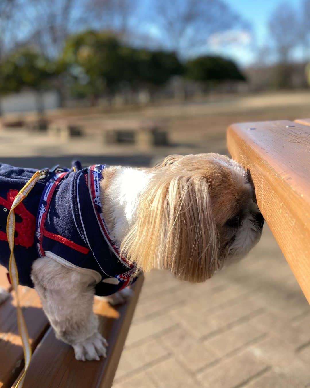 倉田雅世のインスタグラム：「おはようございます。 日曜日。青空。 いい一日になりますように。 わんこは、向こう側にいる別のわんこが気になって仕方ない様子。興味津々。 #いぬすたぐらむ #いぬのいる暮らし」