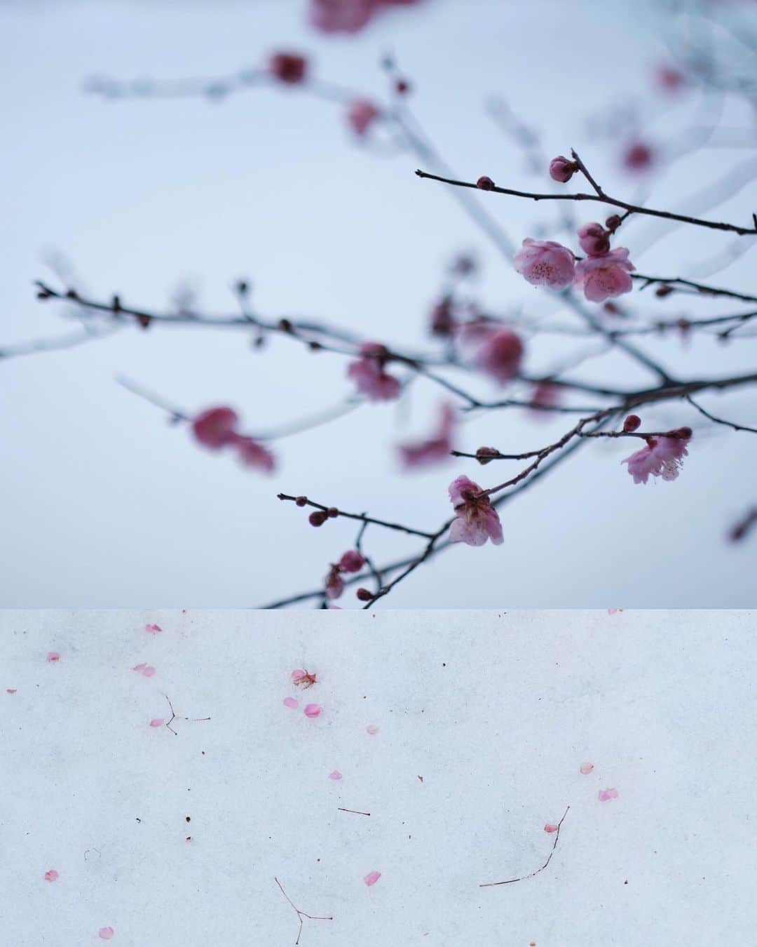 plus_thinkingのインスタグラム：「春よこい . camera: X-T3 lens: FUJINON  XF56㎜F1.2 R #snapJapan #beautifuljapan」