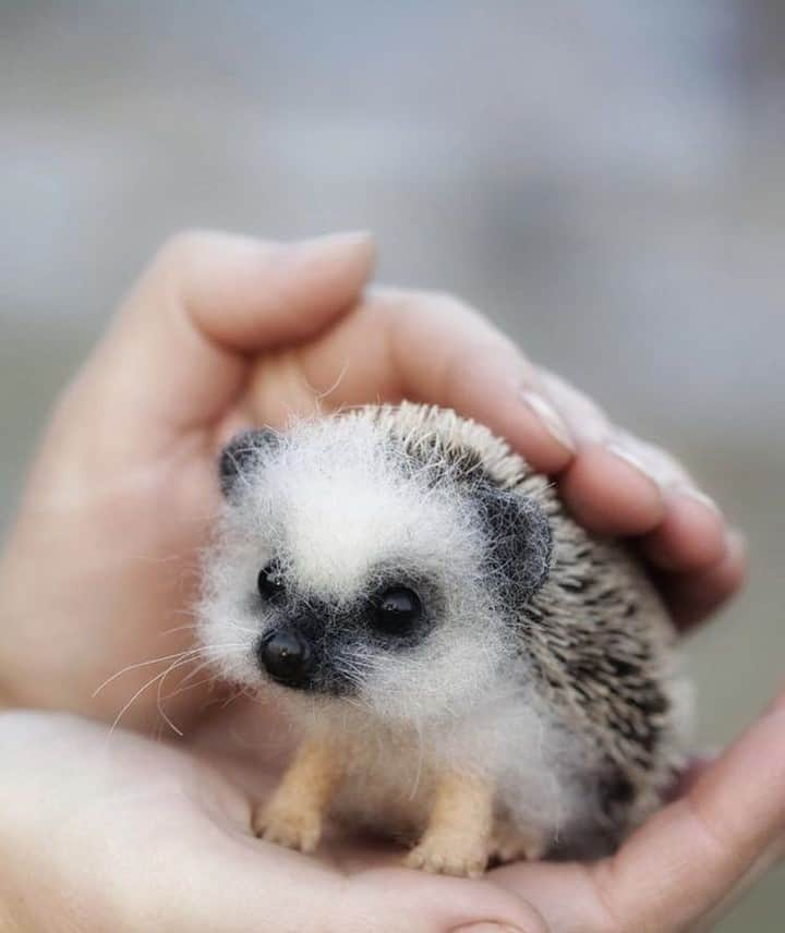 Baby Animalsのインスタグラム：「How are you so cute!! 😍」