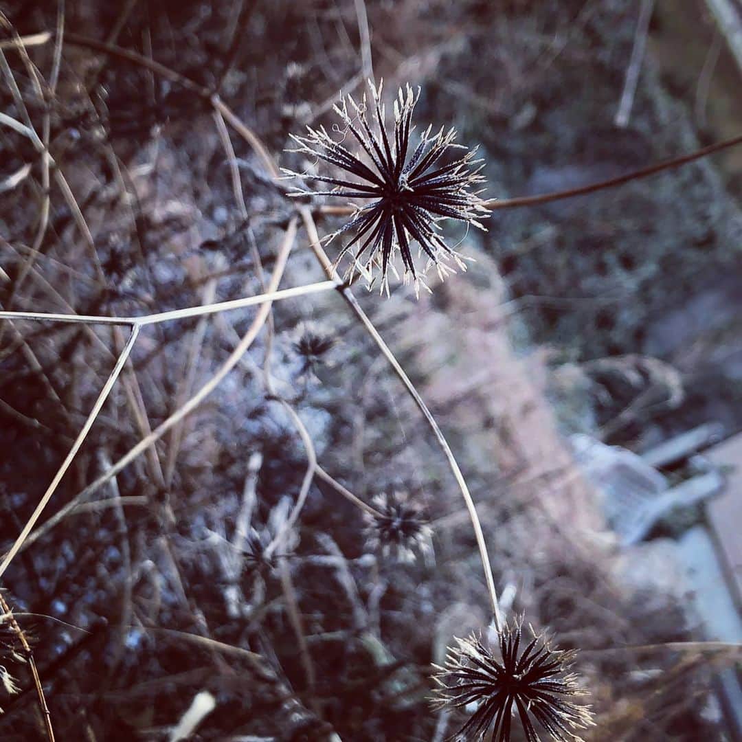 松本隆博さんのインスタグラム写真 - (松本隆博Instagram)「。 庭の草を刈ってたら、 なんだこりゃあ～(⊙ө⊙) 俗称｢泥棒草｣という奴らしい。 …ほんと取れない汗！！ 草刈りの時間よりもこいつを 取る方が時間が掛かるわい。 あこいつ、時間泥棒って事 やな(｡•̀ᴗ-)و ̑̑✧( ب_ب )  ～人生遊歩道～」2月7日 10時16分 - takam0210