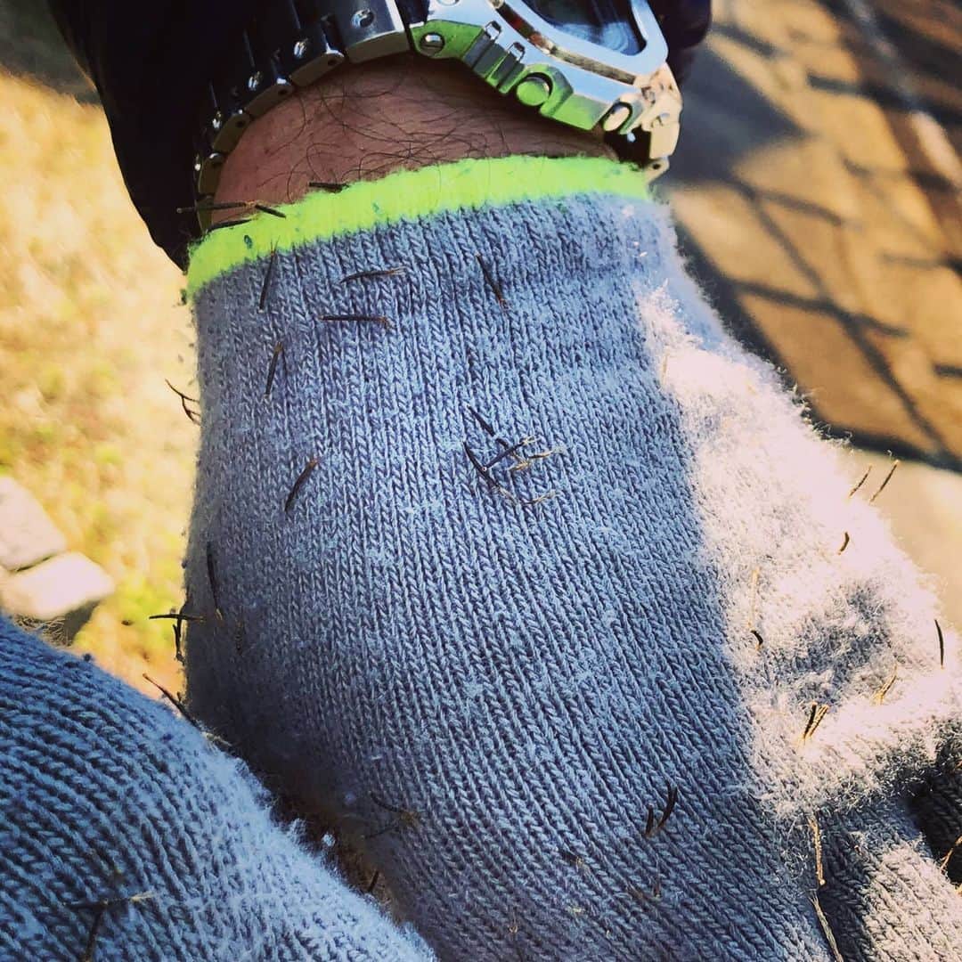 松本隆博さんのインスタグラム写真 - (松本隆博Instagram)「。 庭の草を刈ってたら、 なんだこりゃあ～(⊙ө⊙) 俗称｢泥棒草｣という奴らしい。 …ほんと取れない汗！！ 草刈りの時間よりもこいつを 取る方が時間が掛かるわい。 あこいつ、時間泥棒って事 やな(｡•̀ᴗ-)و ̑̑✧( ب_ب )  ～人生遊歩道～」2月7日 10時16分 - takam0210