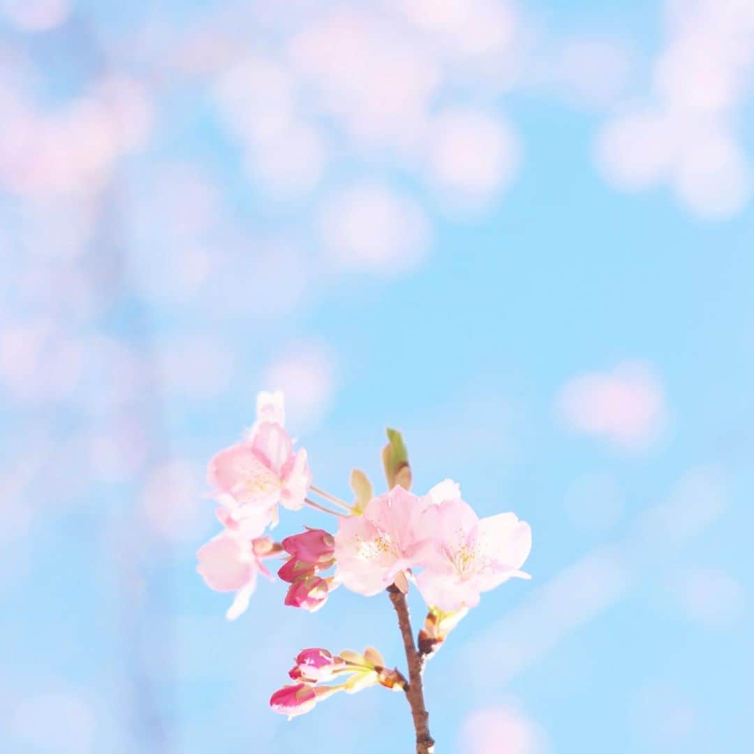 kiccyomuのインスタグラム：「☀️ 2021.02.07 Sun #心に花を #鋸南町 にまたお邪魔… 今年も #河津桜 に会えました😊 ひょっこり咲き始め🌸 また来るよ🚗  この週末は天気が良い良い☀️ 今日も元気に🤗  location #千葉 📷撮影 2021年2月6日 #オールドレンズ 📷 #Minolta」