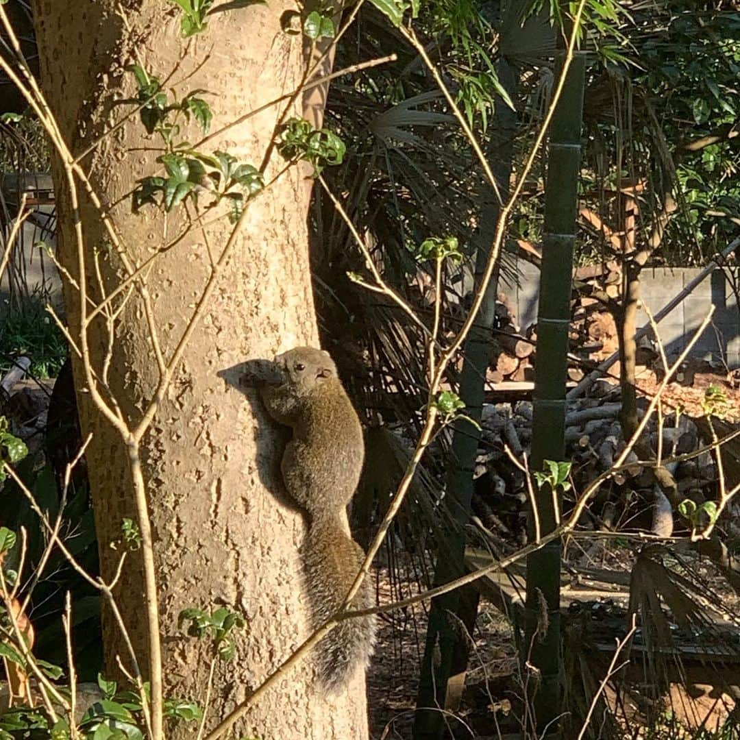 クリス智子さんのインスタグラム写真 - (クリス智子Instagram)「朝、カーテンを開けたら、リス。 私に気づき、一瞬かたまる。」2月7日 10時43分 - chris_tomoko