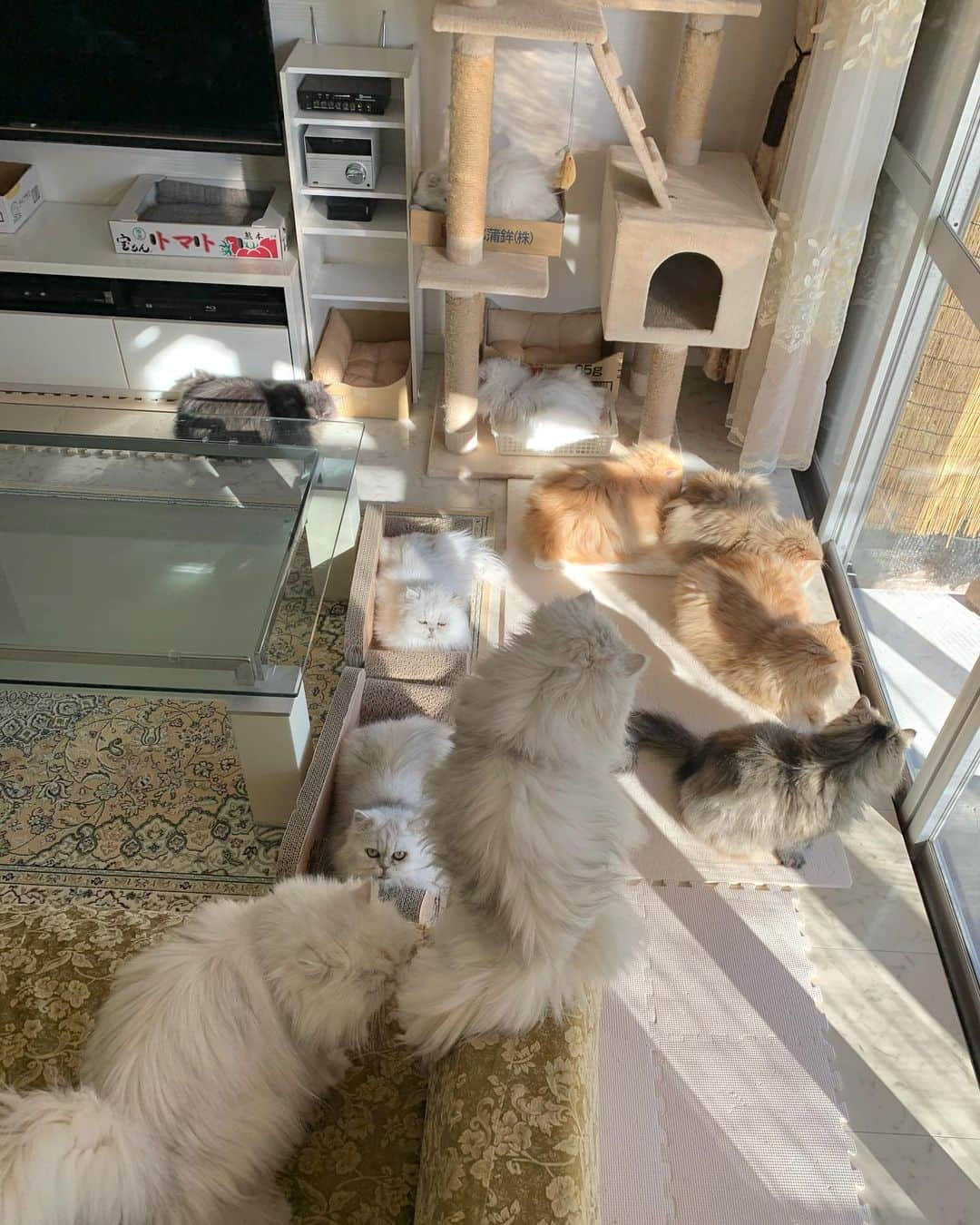 12 Chinchilla Persianさんのインスタグラム写真 - (12 Chinchilla PersianInstagram)「All 11 of them in one shot 😍 . Wish you all a good relaxing Sunday ❤️   #cat #catsofinstagram #weeklyfluff」2月7日 10時44分 - 12catslady