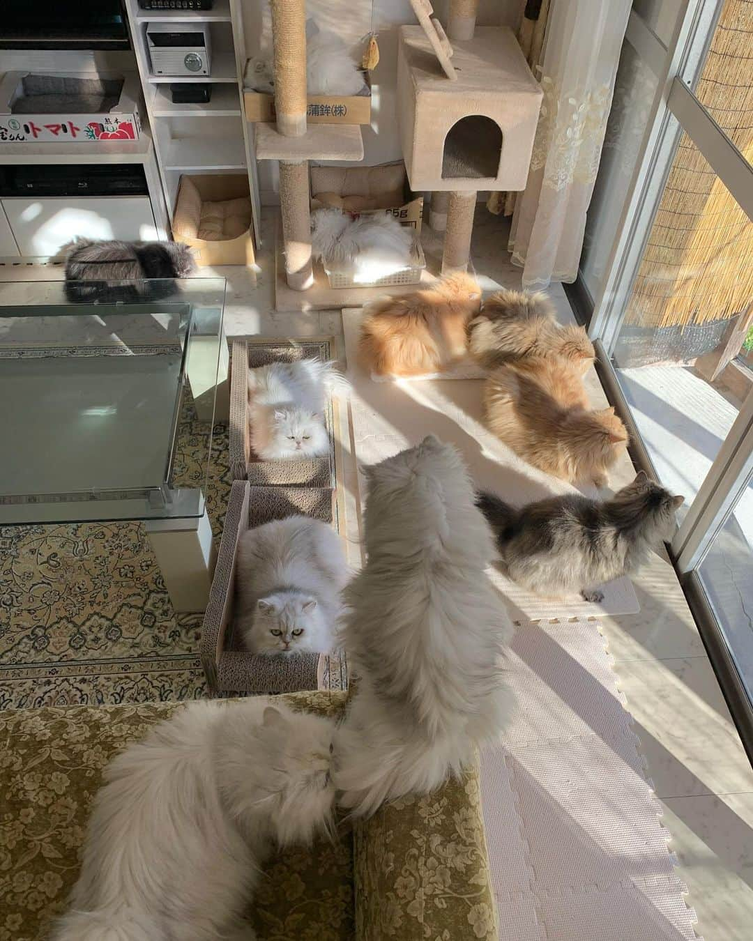 12 Chinchilla Persianさんのインスタグラム写真 - (12 Chinchilla PersianInstagram)「All 11 of them in one shot 😍 . Wish you all a good relaxing Sunday ❤️   #cat #catsofinstagram #weeklyfluff」2月7日 10時44分 - 12catslady