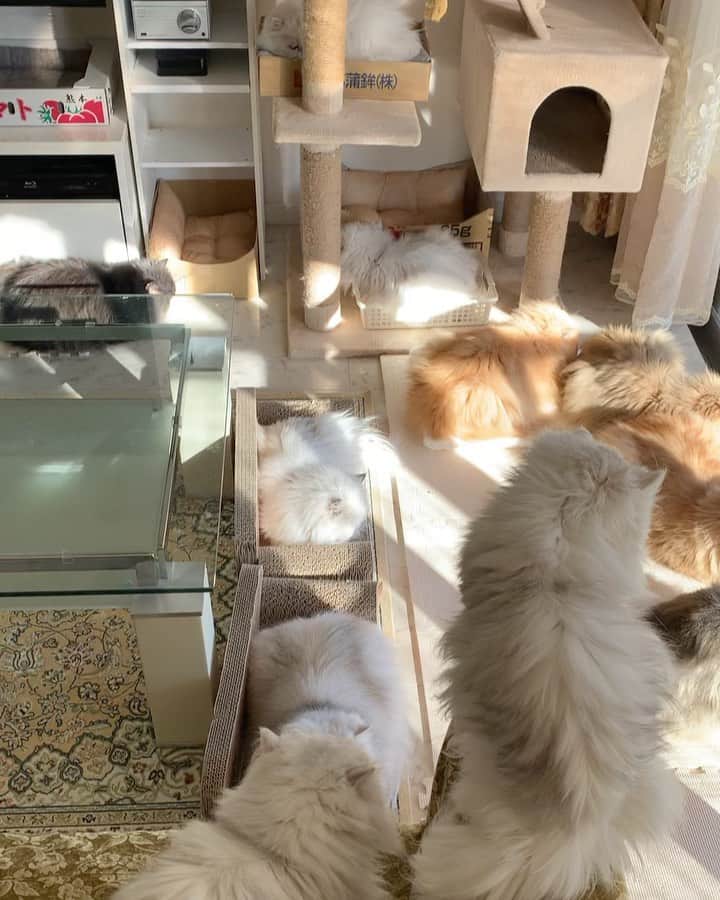 のインスタグラム：「All 11 of them in one shot 😍 . Wish you all a good relaxing Sunday ❤️   #cat #catsofinstagram #weeklyfluff」